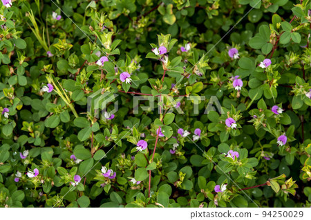 Marubayahazusou花生長覆蓋地面 94250029