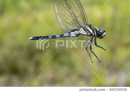 一隻蜻蜓從側面拍下，握著它的翅膀 94250030