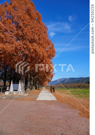 Yellow leaves of metasequoia trees shining in the blue sky background @ Makino, Shiga 94250159