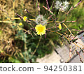 路邊盛開的小黃花蘭西莫 94250381