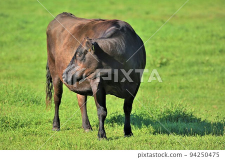 牧場風光,日本牛肉 牧場風光,日本牛肉 94250475