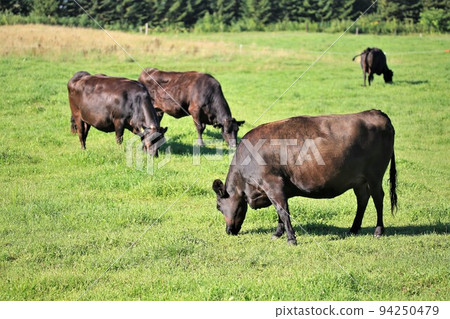Ranch scenery, Japanese beef Ranch scenery, Japanese beef 94250479