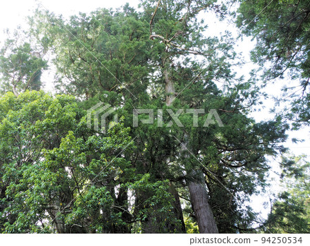 Large Japanese cedar and Yasaka Shrine: Within the precincts of Sugi Yasaka Shrine, Otoyo-cho, Nagaoka-gun, Kochi Prefecture 94250534
