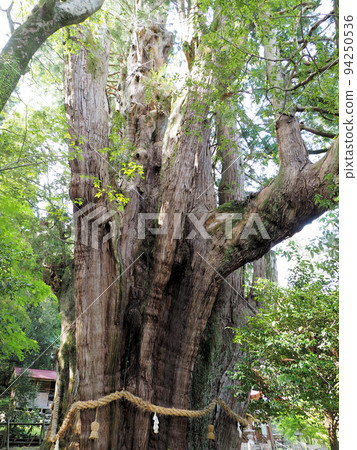 大杉和八坂神社：高知縣長岡郡大豐町杉八坂神社境內 94250536