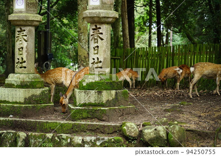 奈良公園的鹿 94250755