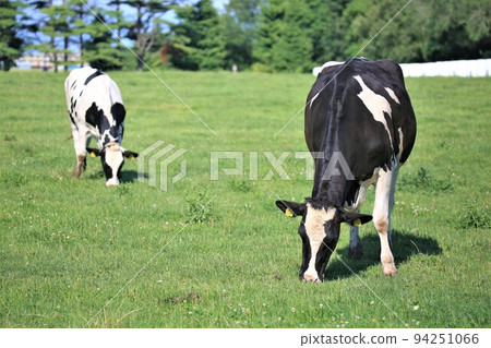 Ranch landscape-Holstein cow Ranch landscape-Holstein cow 94251066