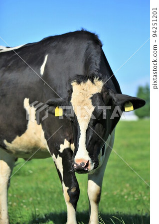 牧場景觀-荷斯坦奶牛 94251201