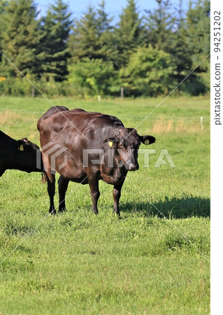 牧場風光，日本牛肉 94251202