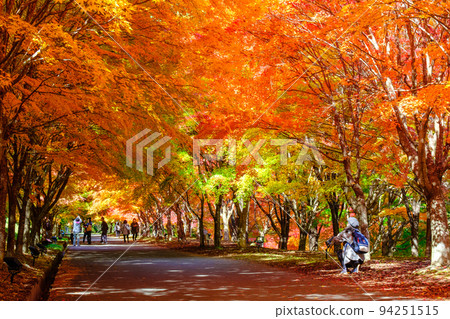 箕輪町紅葉湖的紅葉 箕輪町紅葉湖的紅葉 94251515