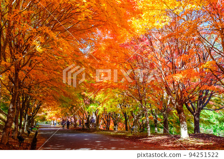 Autumn leaves of Momiji Lake, Minowa Town 94251522