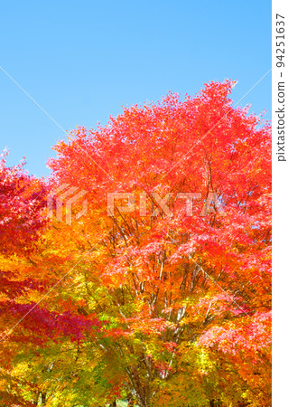 箕輪町紅葉湖的紅葉 箕輪町紅葉湖的紅葉 94251637