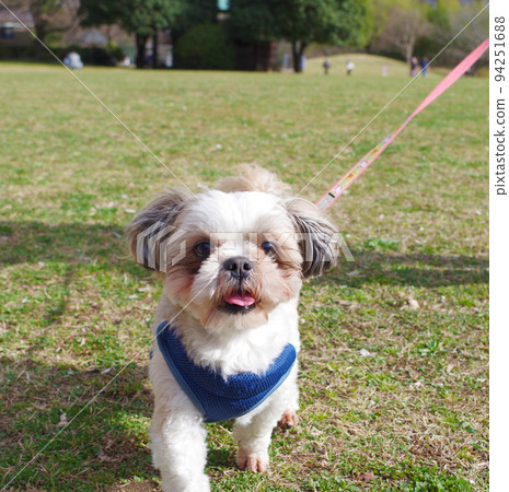 一隻西施犬在公園裡散步的正面圖 一隻西施犬在公園裡散步的正面圖 94251688