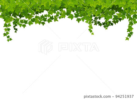 Ivy lianas with green leaves, vector background with climbing vines frame. Creeper bindweed or grapes plant hang from garden wall. Decorative floral border, isolated hanging ivy branches Ivy lianas with green leaves, vector background with climbing vines frame. Creeper bindweed or grapes plant hang from garden wall. Decorative floral border, isolated hanging ivy branches 94251937