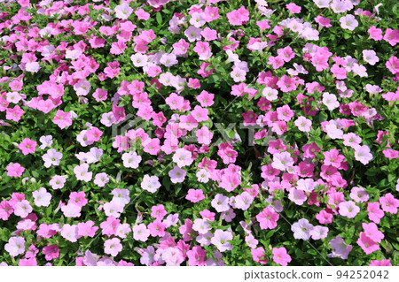 Petunia Petunia 94252042