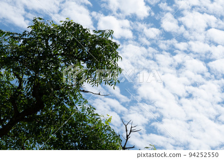 Scenery and scenery looking up at the autumn blue sky and scaly clouds from under the trees Photo material Scenery and scenery looking up at the autumn blue sky and scaly clouds from under the trees Photo material 94252550