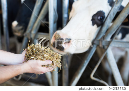Farmer feeds cow from his hand full of compound feed 94252580