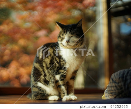 Pheasant cat standing against the background of autumn leaves Pheasant cat standing against the background of autumn leaves 94252935