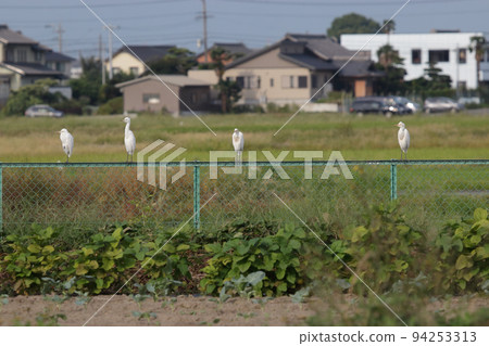White heron group fence 94253313