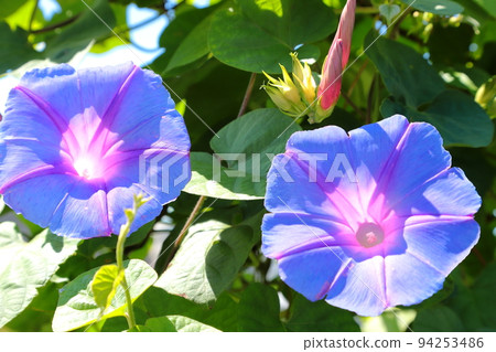 牽牛花特寫 94253486