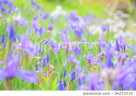 鳶尾花 鳶尾花 94253510