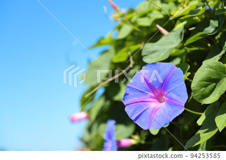 Morning glory close-up 94253585
