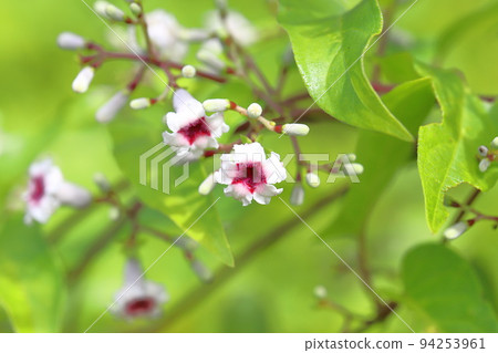 Flower of Hexacum chinensis 94253961