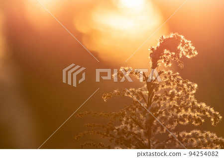 黃昏時的草花剪影 94254082