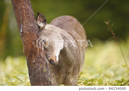 Yezo deer rubbing its face against a tree (Hokkaido) 94254090