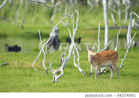 在濕地遇見的雌鹿（北海道） 94254091