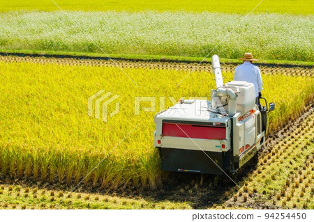 水稻收割 94254450
