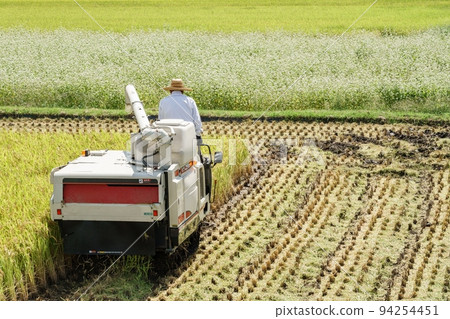 水稻收割 94254451