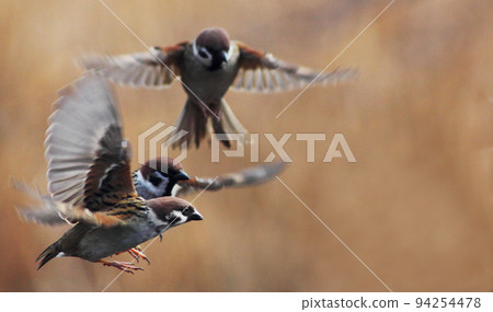 三隻飛翔的麻雀展開翅膀，似乎在爭先恐後地前進。 94254478