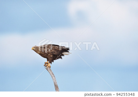 White-tailed eagle perching on a tree on the coast (Hokkaido) 94255348