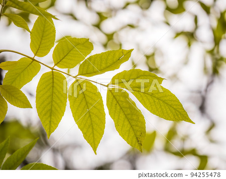 Yellow autumn leaves of Juglans mandshurica, Manchurian walnut. Autumn leaf color 94255478