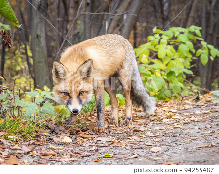 The red fox Vulpes vulpes walks along a path in the forest. The red fox Vulpes vulpes walks along a path in the forest. 94255487