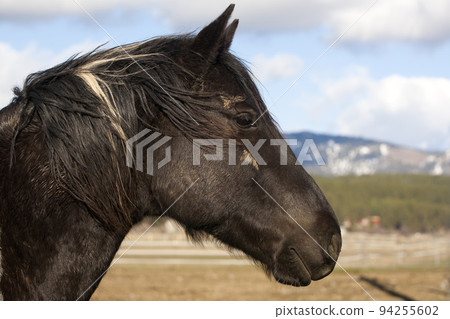black horse head black horse head 94255602