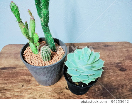 cactus and echeveria elegans 94255642