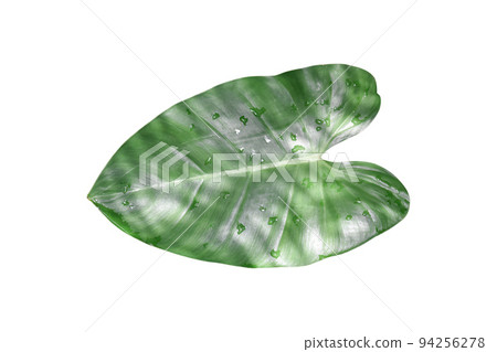 Tropical leaf isolated on white background, included clipping path. Monstera plant leaves 94256278