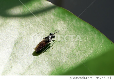 American black horsefly on a lotus leaf 94256951