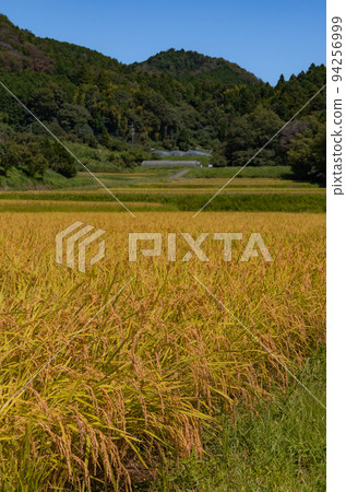 和歌山縣伊東郡葛城町天野黃金梯田風光 和歌山縣伊東郡葛城町天野黃金梯田風光 94256999