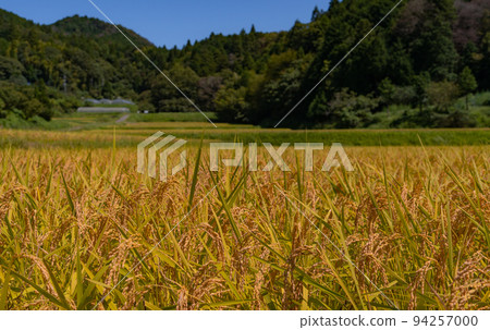 和歌山縣伊東郡葛城町天野黃金梯田風光 和歌山縣伊東郡葛城町天野黃金梯田風光 94257000