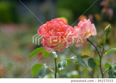Spectra rose flower 94257033