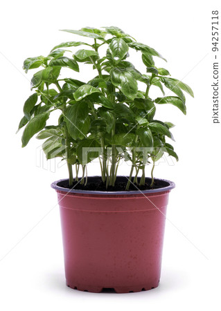 Fresh basil in a pot isolated on white background Fresh basil in a pot isolated on white background 94257118