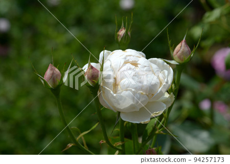 Madame Figaro rose flower 94257173