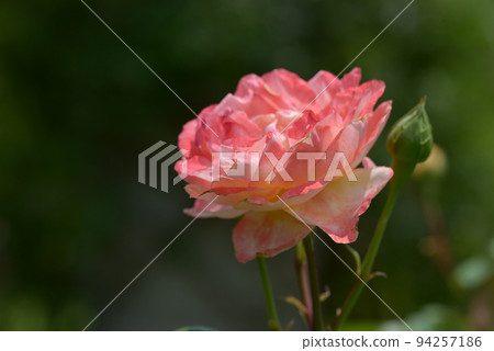 光譜玫瑰花 94257186