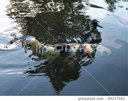 池塘里的鯉魚漣漪 池塘里的鯉魚漣漪 94257482
