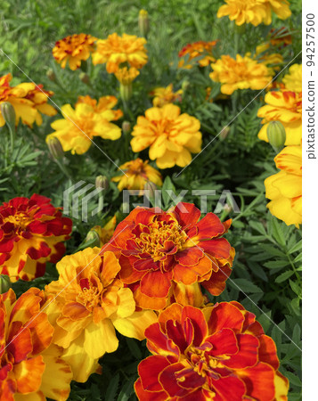 午後陽光下的法國萬壽菊 94257500