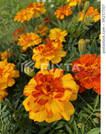 French marigolds in the afternoon sun French marigolds in the afternoon sun 94257507