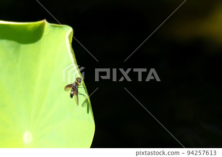 Blackfly on a lotus leaf 94257613