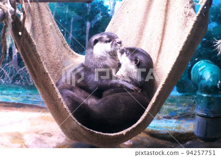 受歡迎的小爪水獺 受歡迎的小爪水獺 94257751